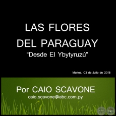 LAS FLORES DEL PARAGUAY - Desde El Ybytyruz - Por CAIO SCAVONE - Martes, 03 de Juliio de 2018